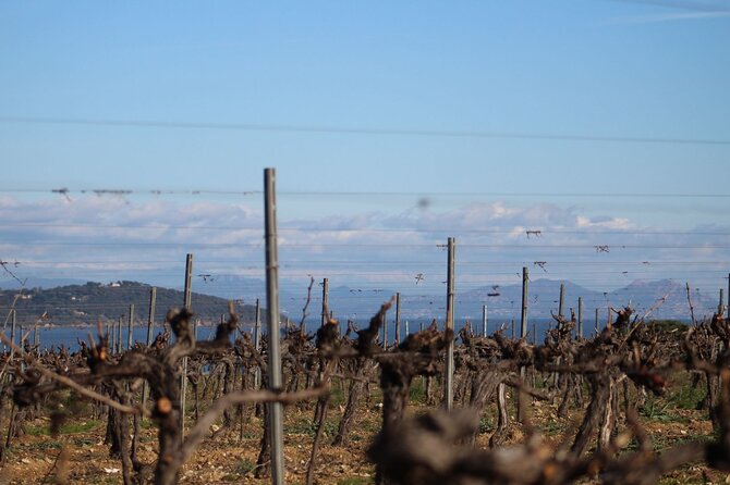 1/2 day private Vintage tour, vineyards of Saint-Tropez - The Second Estate and the Human Side of Wine