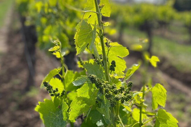 1/2 day private Vintage tour, vineyards of Saint-Tropez - Who Will Enjoy This Tour Most?