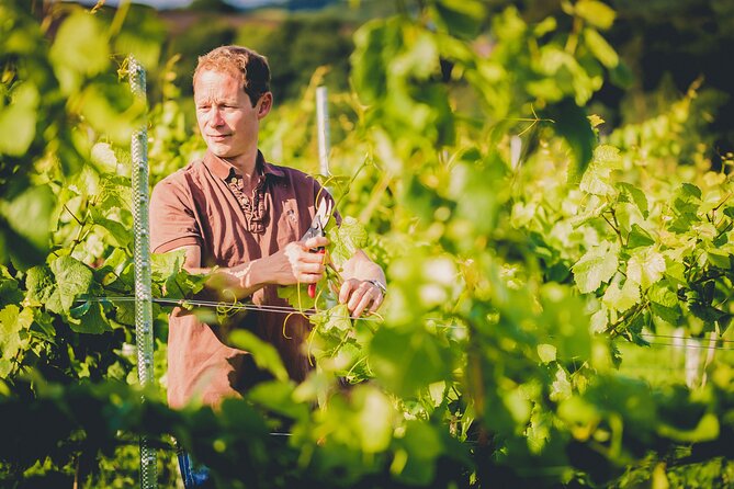 1.5-Hour Swanaford Vineyard Tour And Tasting Experience - Walking among 10,000 vines on Dartmoor