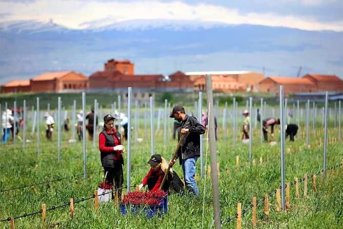 1-Day tour to Aragatsotn Wine region and Wine Route. - Armenia Wine begins the tasting day