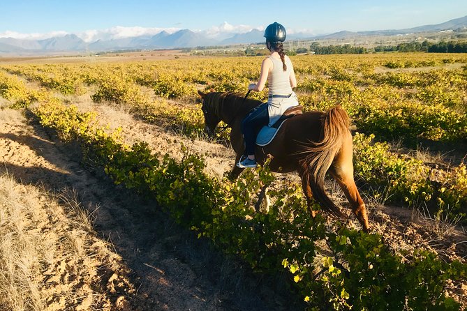 2 Hour Vineyard Trail Ride - What the two-hour route feels like