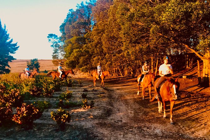 2 Hour Vineyard Trail Ride - Horse care and guide quality matter here