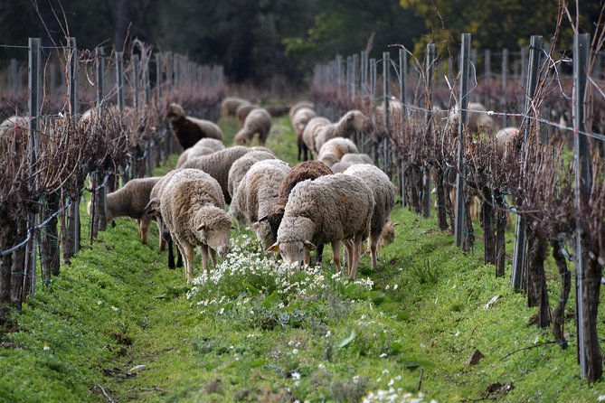 4x4 tour in a winery followed by a tasting - Guides who make the short visit work