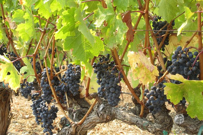6-Hour Private Wine Country Tour of Napa in Crossover SUV (up to 6 people) - Napa, Sonoma, and the value of local flexibility