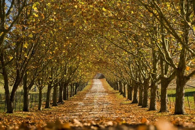 A Day In The Vineyards || Luxury Private Winery Tour From Sydney - Mount Ashby mixes wine with French-inspired country style