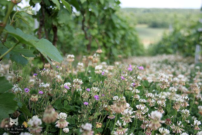 A unique sensory experience in the vineyards - The language question deserves attention