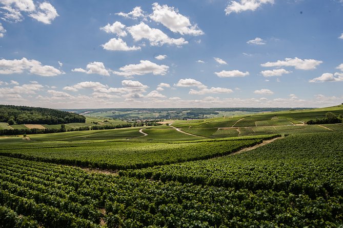 A unique sensory experience in the vineyards - Meeting Champagne Marc in Fleury-la-Rivière