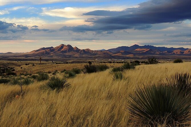 A Wine Tasting Experience in the Vineyards of the Desert - Timing, value, and what is included