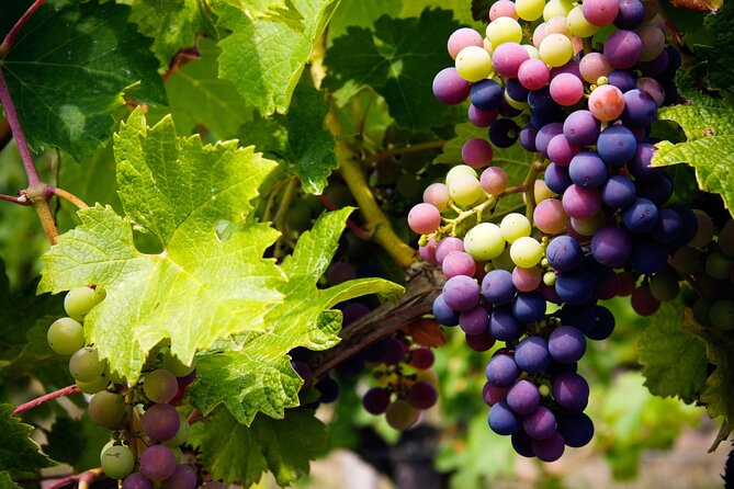 A Wine Tasting Experience in the Vineyards of the Desert - Second tasting: Salvatore Vineyards and a change of pace