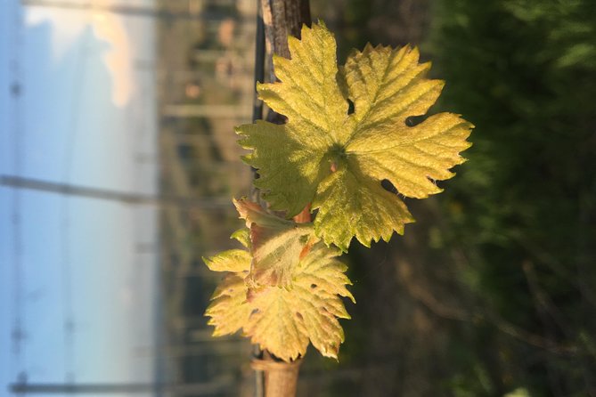 Abellonio Cascina Piccaluga - visit to the vineyards, to the wine tasting cellar - Walking through the vines above Alba