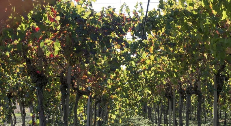 Agrigento: Vineyards and Wine Tasting Experience - What makes the winery visit worthwhile