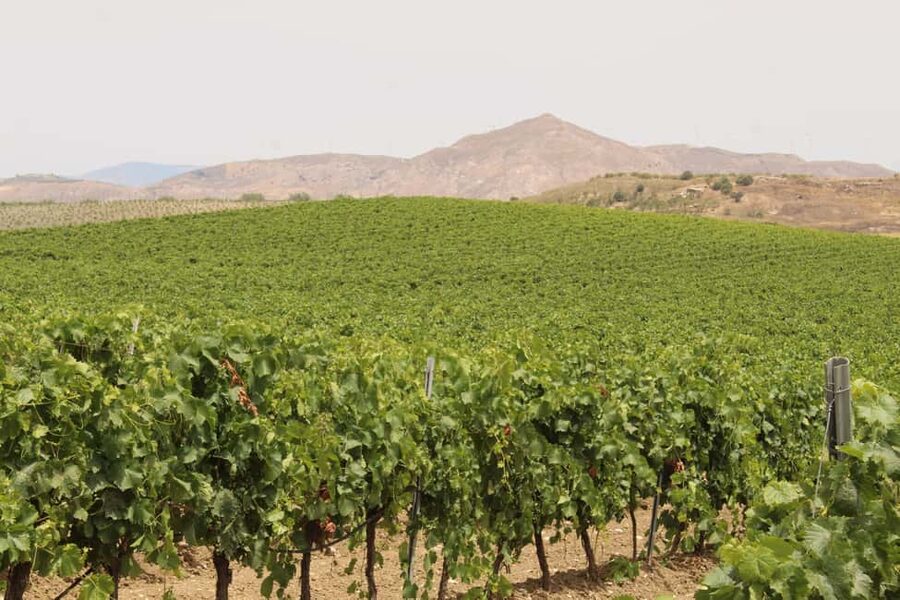 Agrigento: Wine tasting and walk in the vineyards. - Booking details worth knowing