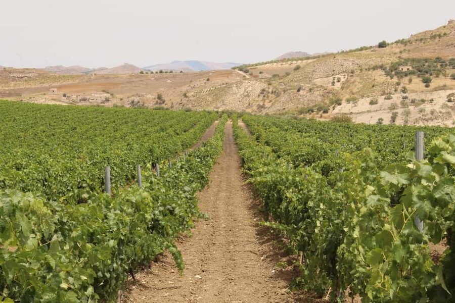 Agrigento: Wine tasting and walk in the vineyards. - Five wines, explained at the table