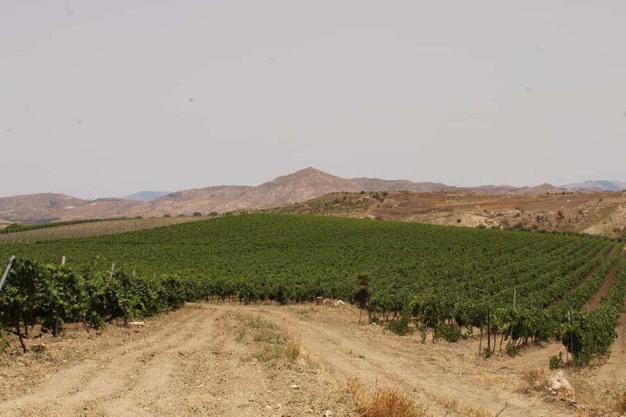 Agrigento: Wine tasting and walk in the vineyards. - Sicilian food that makes the tasting satisfying
