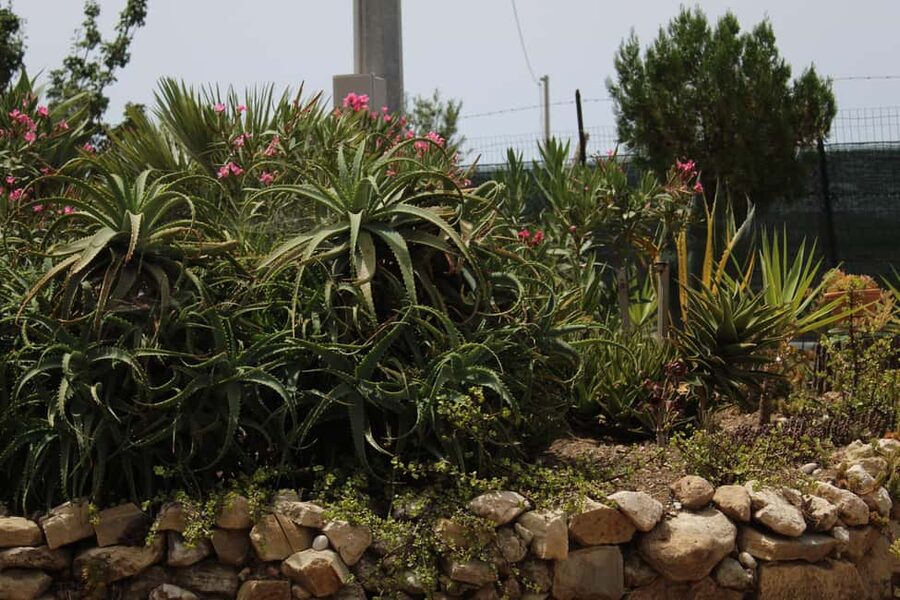 Agrigento: Wine tasting and walk in the vineyards. - Is $105 a fair price?