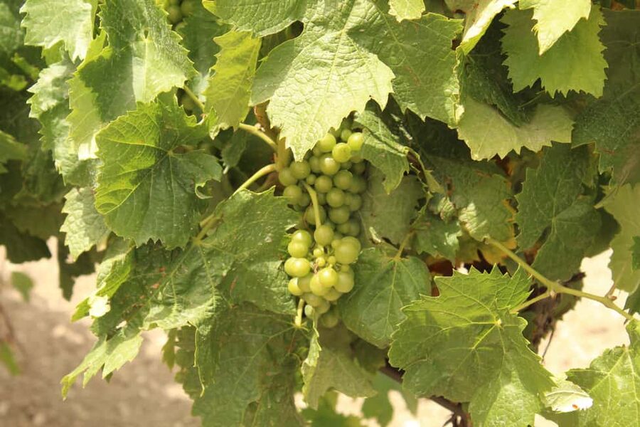 Agrigento: Wine tasting and walk in the vineyards. - Who should book this experience