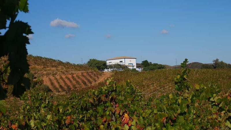 Albufeira, Olhão, Faro: Visit a vineyard, Free time in Silves - Inside the vineyard and cellar
