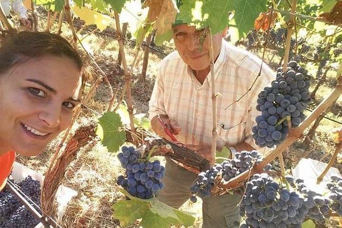 Albufeira Wine Tour: 2 Vineyards, 6 Tastings & Historic Silves - The day at a glance