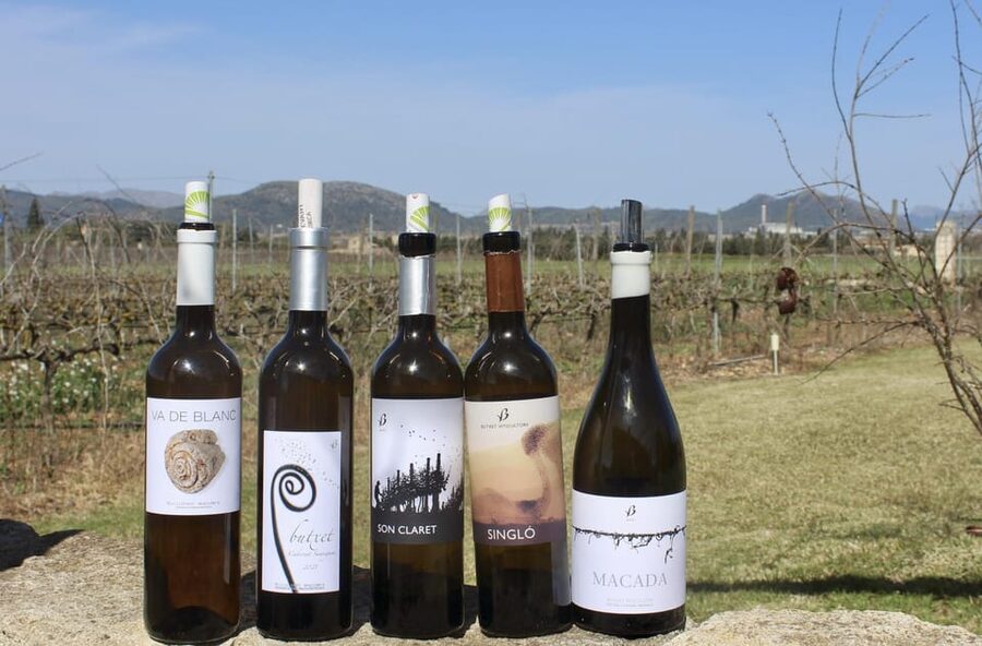 Alcúdia/Can Picafort: Guided Vineyard Visit and Wine Tasting - Key points before you book