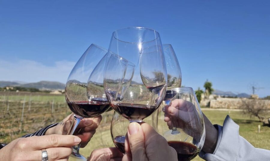 Alcúdia/Can Picafort: Guided Vineyard Visit and Wine Tasting - Arriving at the winery and walking through the vines