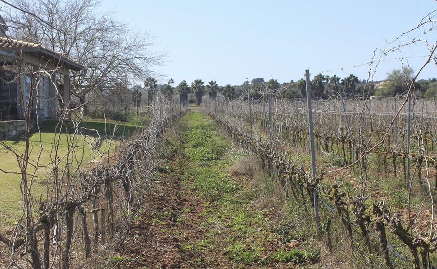 Alcúdia/Can Picafort: Guided Vineyard Visit and Wine Tasting - Starting from Alcúdia, Playa de Muro, or Can Picafort