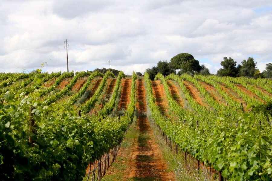 Algarve: 3 Types of Wine Tastings with Vineyard Views - Arriving at Quinta dos Vales in the Algarve