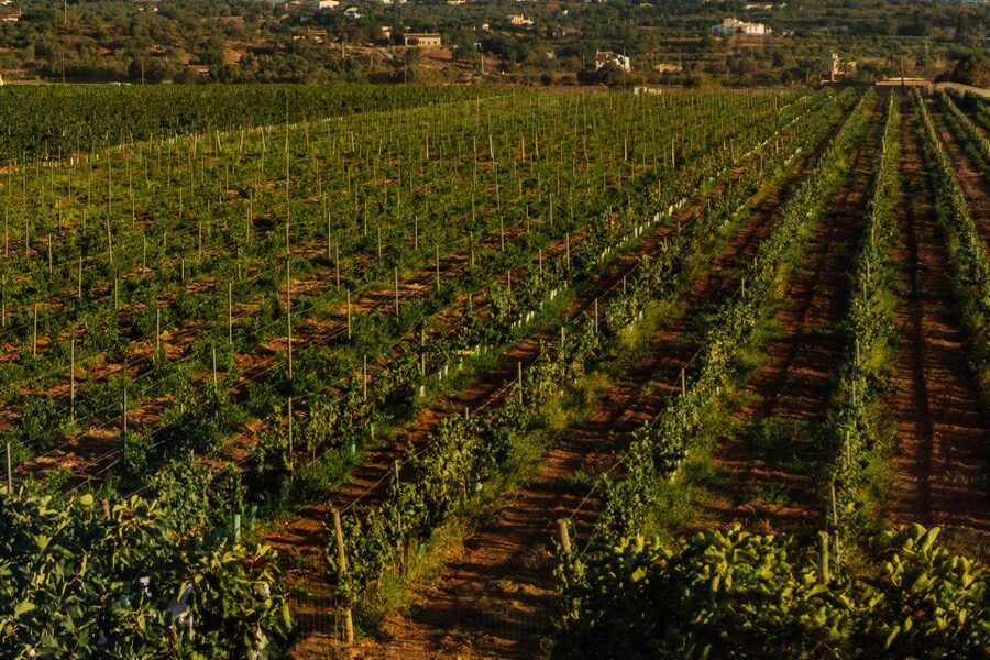 Algarve: Vineyard Tour & Premium Wine Tasting in Silves - Why this Silves winery visit feels personal