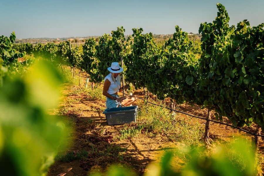 Algarve: Vineyard Tour & Premium Wine Tasting in Silves - Inside the cellar and barrel room