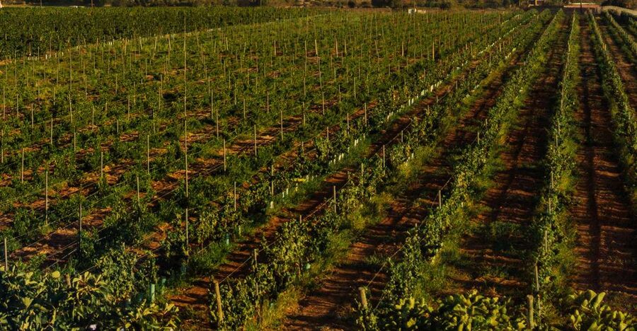 Algarve: Vineyard Tour & Premium Wine Tasting in Silves - Who should book this wine tasting?