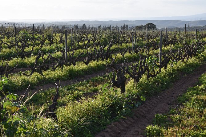 Algarve wine tour and farmer's lunch at wine estate - Is $208.20 a fair price?