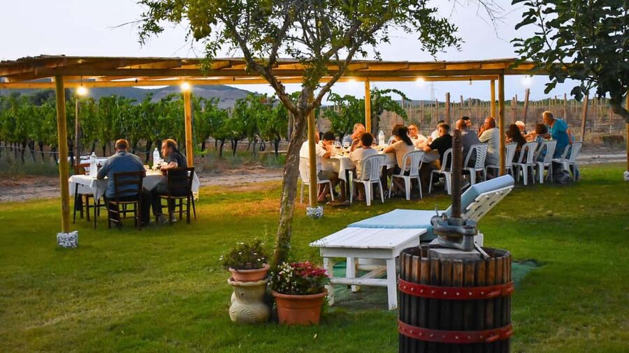 Alghero: lunch or dinner in the vineyard - A vineyard setting outside Alghero