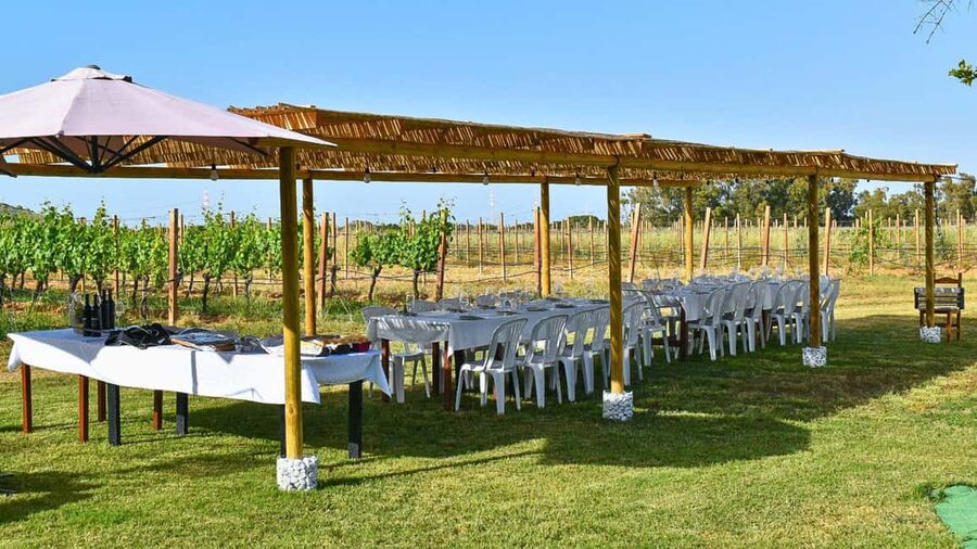 Alghero: lunch or dinner in the vineyard - Language and host support