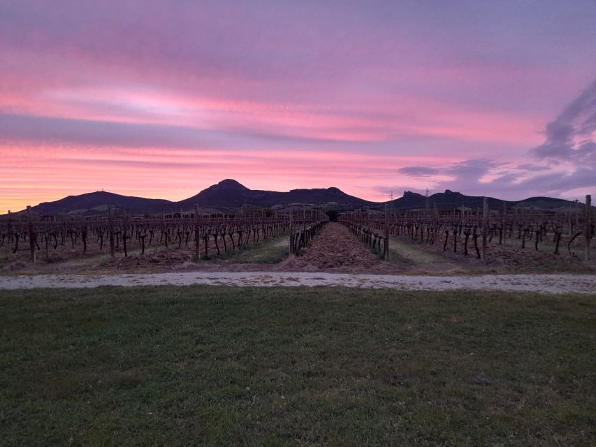 Alghero: wine tasting w/ local aperitif in the vineyard - Key points before you book