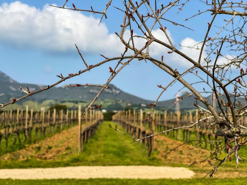 Alghero: wine tasting w/ local aperitif in the vineyard - The Sardinian aperitif is more than a snack