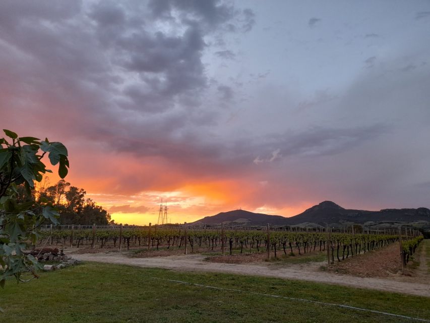 Alghero: wine tasting w/ local aperitif in the vineyard - What the 90-minute schedule feels like