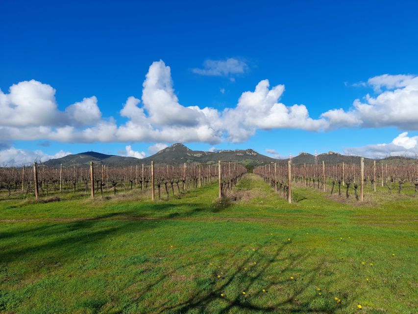 Alghero: wine tasting w/ local aperitif in the vineyard - Practical details that matter