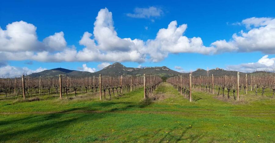 Alghero: wine tasting w/ local aperitif in the vineyard - The vineyard walk and small cellar