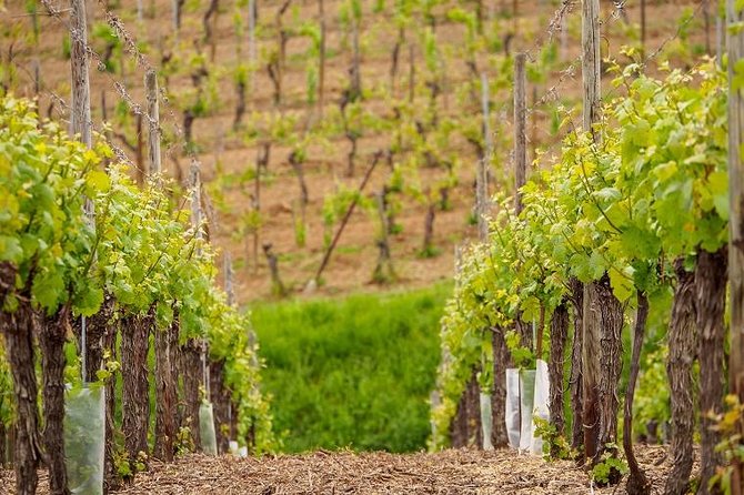 Alsace Wine Route Small Group Half-Day Tour with Tasting from Strasbourg - First Winery: Small Producers and Local Character