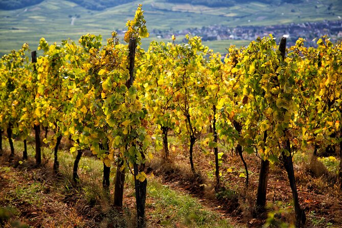 Alsace Wine Route Wineries & Tasting Small Group Guided Tour from Strasbourg - Ribeauvillé and Riquewihr, the postcard section
