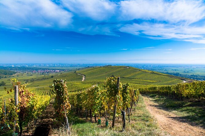 Alsace Wine Route Wineries & Tasting Small Group Guided Tour from Strasbourg - Is $260.12 a fair price?