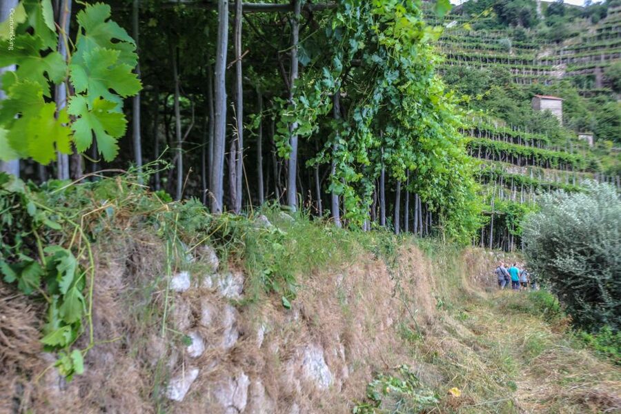 Amalfi: Walking tour between Furore vertical Vineyards - Fitness, clothing, and weather concerns