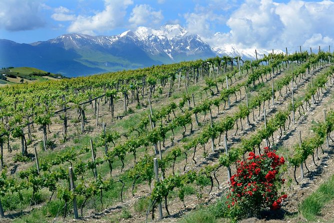 Among ancient sunny vineyards, visit and taste the wines from the San Lorenzo cellar - Why this winery visit feels different
