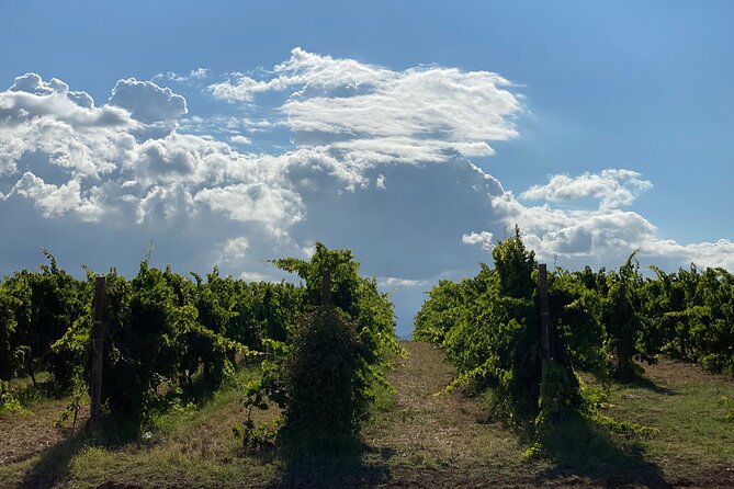 Among ancient sunny vineyards, visit and taste the wines from the San Lorenzo cellar - The barrel cellar beneath the De Sterlich palace