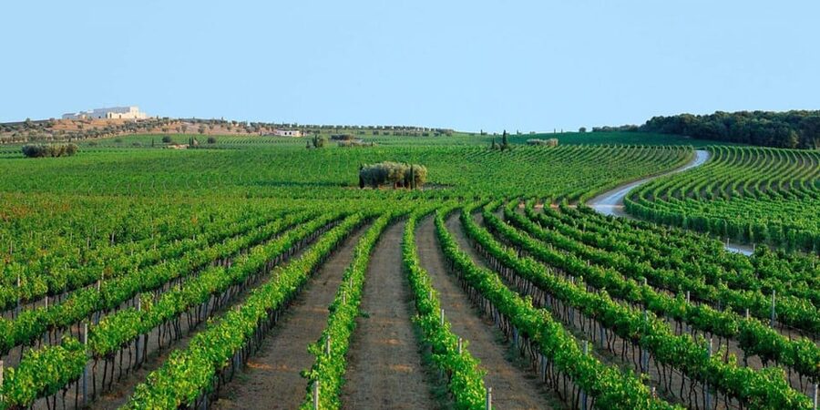Apulia: Guided Vineyard Tour with Wine Tasting - Starting under the oak tree and among native vines