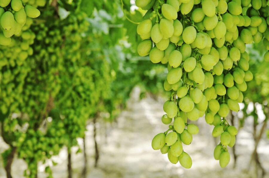 Apulia: Guided Vineyard Tour with Wine Tasting - Understanding the 16 wines on the estate list