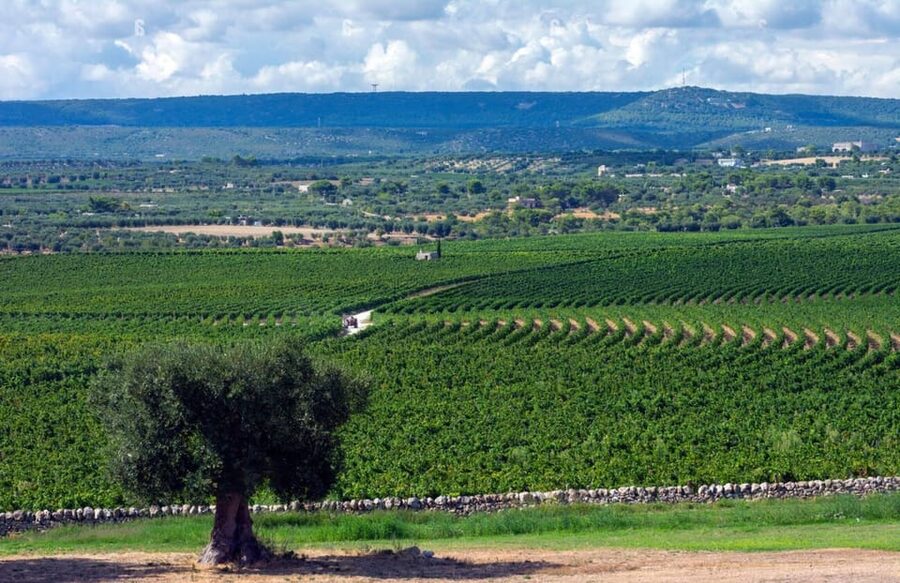 Apulia: Guided Vineyard Tour with Wine Tasting - Price, timing, and practical value
