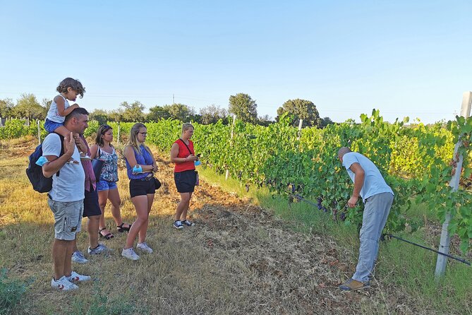 Archeology, visit to a vineyard and wine and pecorino cheese tasting - Why this Orosei tour works so well