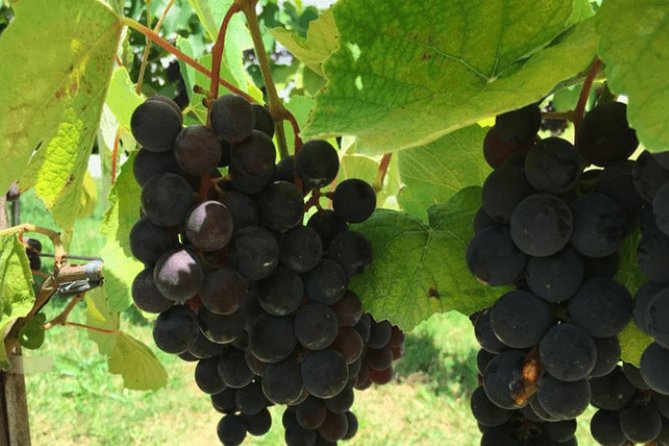 Art Of Wine – Travel Through The So-Called Wine Route Visiting Various Wineries - Key points to know before booking