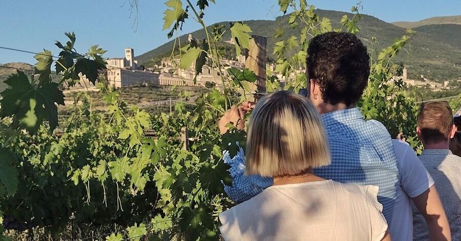 Assisi: Wine tasting, gourmet pairing, walk in the vineyards - Why this Assisi tasting is worth your time