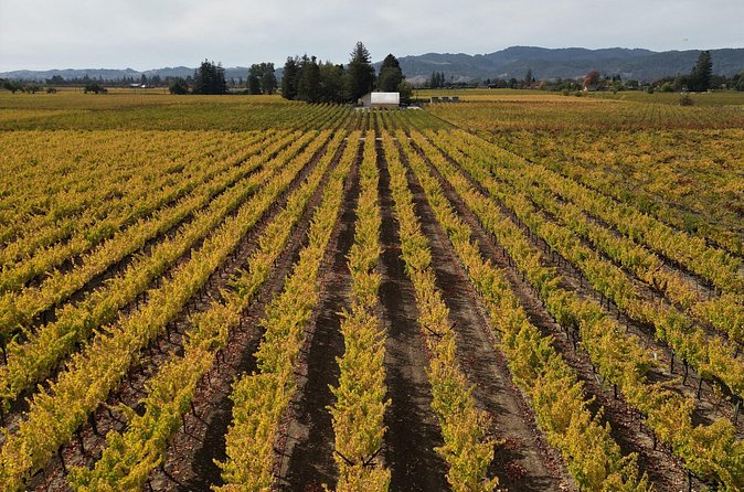 ATV Vineyard Tour and Wine Tasting - Who will enjoy this vineyard experience most